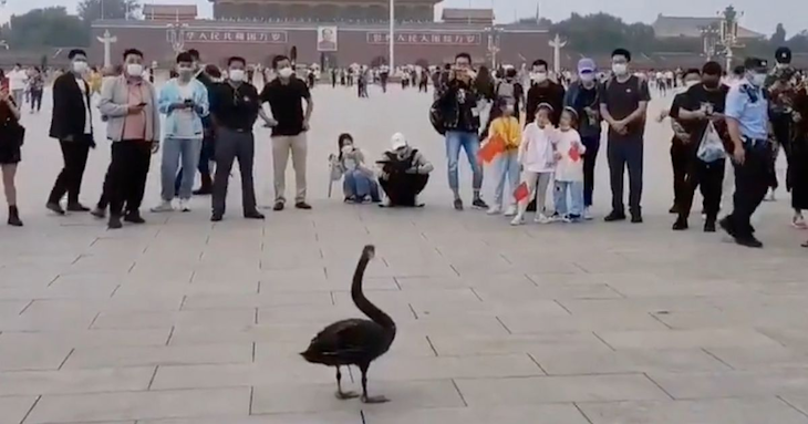 Black Swan on Tiananmen Square